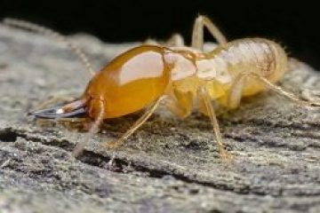 Image for The Importance Of Having A Seasonal Termite Inspection