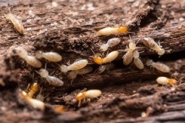 Image for How To Determine If You Have Termites?