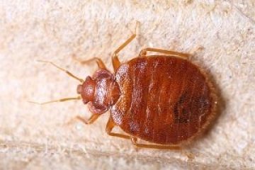 Image for Mythbusters: Bed Bugs & Important Facts