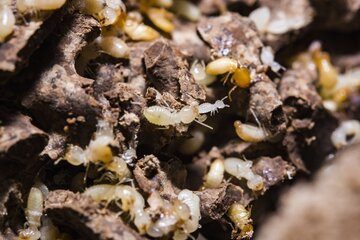 Image for What Do Termites Actually Eat?