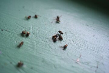 Image for Signs You Need A Pest Control Service In Your Home