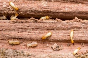 Image for 3 Common Fixes For Termite Damage