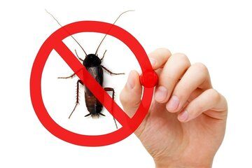 Image for 4 Florida Winter Pests You Should Not Ignore