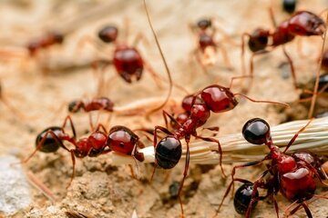 Image for 5 Things You Should Know About Fire Ants