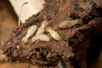 Image for Facts About Termites You Need to Know