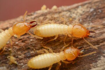 Image for How To Detect Termites In Your Home