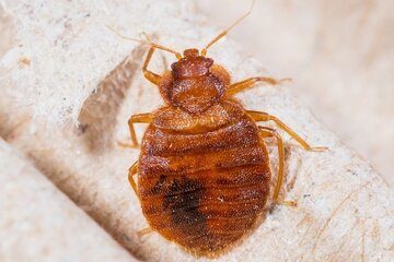 Image for The Importance Of A Bed Bug Inspection