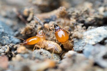 Image for The Top Signs Of A Formosan Infestation