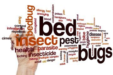 Image for Things To Do After Bed Bug Removal Treatment