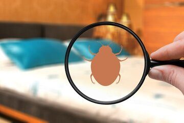 Image for Things You Must Know About Bed Bug Exterminators