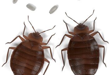 Image for Things You Should Know About Bed Bug Eggs