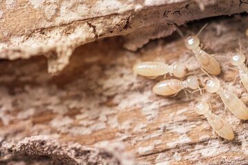 Image for Understanding The Social Behaviors Of Termites