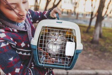 Image for What To Know About Bed Bug Heat Treatments