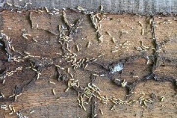 Image for Why Termite Inspections Are Cost-Effective