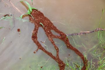 Image for Can Pests Survive Flood Waters?