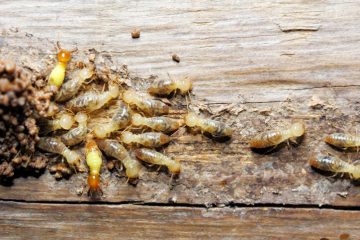 Image for Do You Have A Termite Infestation?