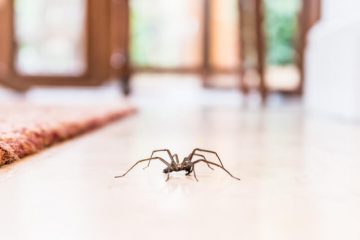 Image for How To Keep Spiders Out Of The Home