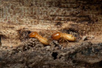 Image for Are You Attracting Termites?