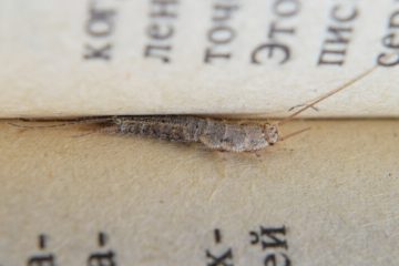 Image for What Are Silverfish? Are They Harmful?