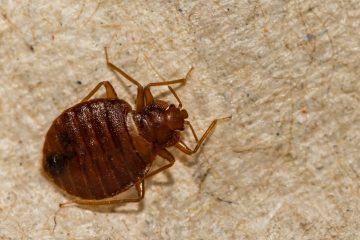 Image for Everything You Should Know About Bed Bugs