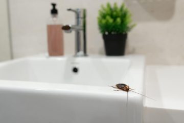 Image for These Pests Can Live In Your Drains