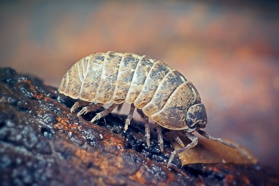 pill-bugs-champion-termite-and-pest-control-inc