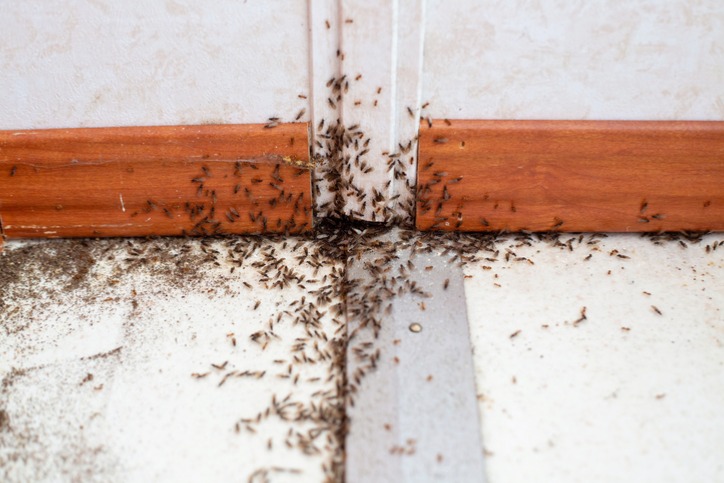 https://www.championtermiteandpestcontrol.com/wp-content/uploads/2024/05/Most-Common-Pests-In-Jacksonville-FL.jpg