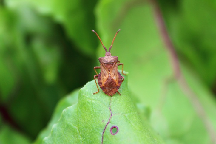 Cinch Bug On A Leaf