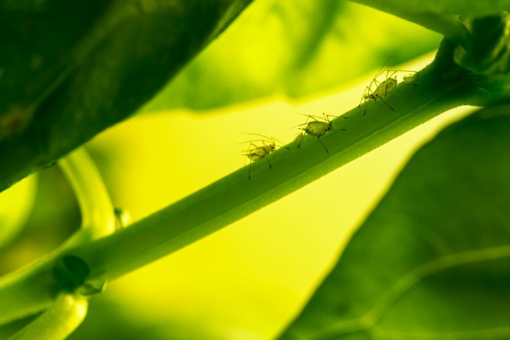 How Can Pests Impact Your Florida Garden?