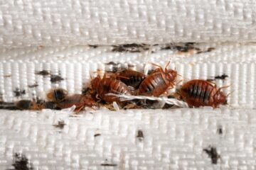 Image for Signs Of Bed Bugs