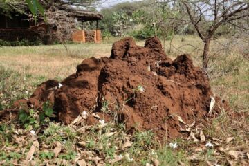 Image for What To Do If You Spot Signs of Termites In Your Yard