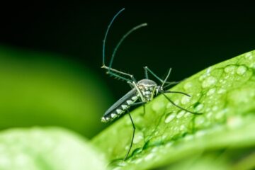 Image for How Hurricane Season Impacts Pests