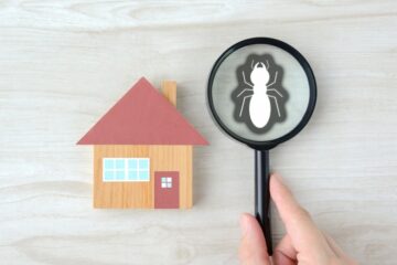 Image for A Complete Guide To Pest Inspections