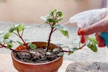 Image for How To Identify And Control Common Houseplant Pests