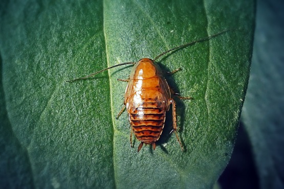 German Cockroaches